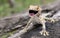 Tokay gecko clings into a tree on blurred background