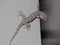 Tokay Gecko Gecko gecko climbing on the wall.