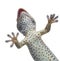 Tokay gecko - Gekko gecko