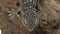 Tokay gecko - Gekko gecko on wooden snag in white background. Close up