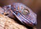 Tokay gecko lizard