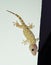 Tokay gecko on the white wall