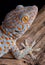 Tokay gecko on wood