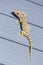 Tokay Gecko on wooden wall