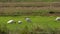 Toki or Japanese crested ibis or Nipponia nippon eating at rice field in Sado island