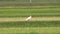 Toki or Japanese crested ibis or Nipponia nippon eating at rice field in Sado island