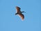 Toki or Japanese crested ibis or Nipponia nippon flying on autumn blue sky in Sado island