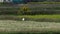 Toki or Japanese crested ibis or Nipponia nippon at a rice field in Sado island, Japan