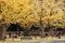 Tokyo Ginkgo Avenue