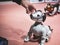 TOKYO, JAPAN - APR 14, 2019 : Aibo Robotic pets designed and manufactured by Sony Humanoid robot interaction with people