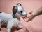 TOKYO, JAPAN - APR 14, 2019 : Aibo Robotic pets designed and manufactured by Sony Humanoid robot interaction with people