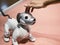 TOKYO, JAPAN - APR 14, 2019 : Aibo Robotic pets designed and manufactured by Sony Pet robot interaction with people