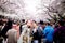 TOKYO, JAPAN - MARCH 30: Couple taking selfie under Japanese cherry blossom at Ueno Park. Ueno Park is the most famous place of To