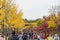 Tokyo, Japan - Nov 20, 2016 : Autumn is the peak period for travel at Showa Kinen Park, Tokyo, Japan. Maidenhair trees chang to y