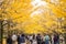 Tokyo, Japan - Nov 20, 2016 : Autumn is the peak period for travel at Showa Kinen Park, Tokyo, Japan. Maidenhair trees chang to y