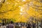 Tokyo, Japan - Nov 20, 2016 : Autumn is the peak period for travel at Showa Kinen Park, Tokyo, Japan. Maidenhair trees chang to y