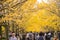 Tokyo, Japan - Nov 20, 2016 : Autumn is the peak period for travel at Showa Kinen Park, Tokyo, Japan. Maidenhair trees chang to y