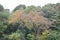 Tokyo Japan November 27 2019 Unidentified  Blur  Autumn leaves in Yoyogi Koen national garden