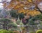 Tokyo Metropolitan Park KyuFurukawa japanese garden`s pine trees protected by a winter umbrella with a red and yellow maple momiji