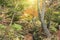 Tokyo Metropolitan Park KyuFurukawa japanese garden`s stream overlooking by maples and pines trees in autumn