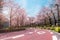 TOKYO MIDTOWN, JAPAN - APRIL 1ST: Spring sakura cherry blossoms