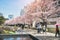 TOKYO MIDTOWN, JAPAN - APRIL 1ST: Spring sakura cherry blossoms