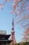 Tokyo Tower at cherry blossom time