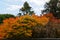 Tokyo very clean public park in autumn with colourful leaves, Japan culture