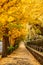 Tokyo yellow ginkgo tree street near Jingu gaien avanue in autumn