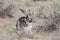 Tolai hare (Lepus tolai) hiding among bushes in the sagebrush steppe