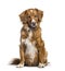 Toller, 2 months, sitting against white background