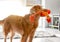 Toller Dog With Bright Duck Toy In Its Mouth In Room