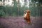 Toller dog in heather colors. walk with a pet in the forest. Journey