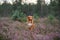 Toller dog in heather colors. walk with a pet in the forest. Journey