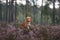 Toller dog in heather colors. walk with a pet in the forest. Journey