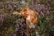 Toller dog in heather colors. walk with a pet in the forest. Journey