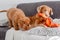 Toller Dog With his puppy and Bright Duck Toy Lies On Couch