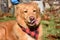 Toller Dog Licking the Tip of His Pink Nose