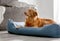 Toller Dog Lies In Blue Bed