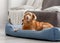 Toller Dog Lies In Blue Bed