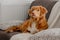 Toller Dog Lies On Couch