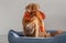 Toller Dog With Orange Duck Toy Lies In Blue Bed