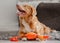 Toller Dog Plays With Bright Duck Toy In Mouth In Room