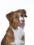 Toller dog portrait in a studio with white background