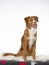 Toller dog portrait in a studio with white background