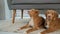 Toller dog puppies lying on carpet