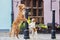 Toller and jack russell terrier dogs posing in the city