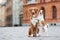 Toller and jack russell terrier dogs posing in the city