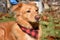 Toller With a Pink Nose and a Plaid Bandana