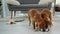 Toller puppies eating from one bowl